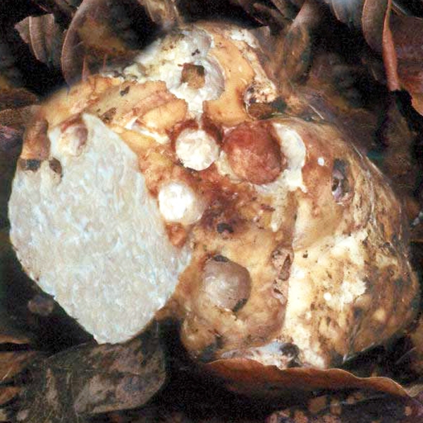 Slika Choiromyces meandriformis
