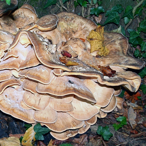 Slika Meripilus giganteus