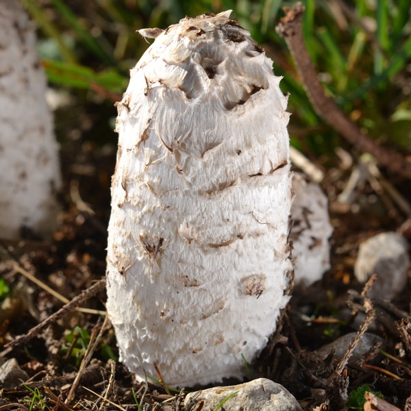 Slika Coprinus comatus