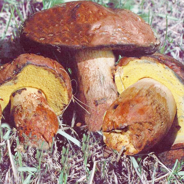 Slika Boletus fragrans