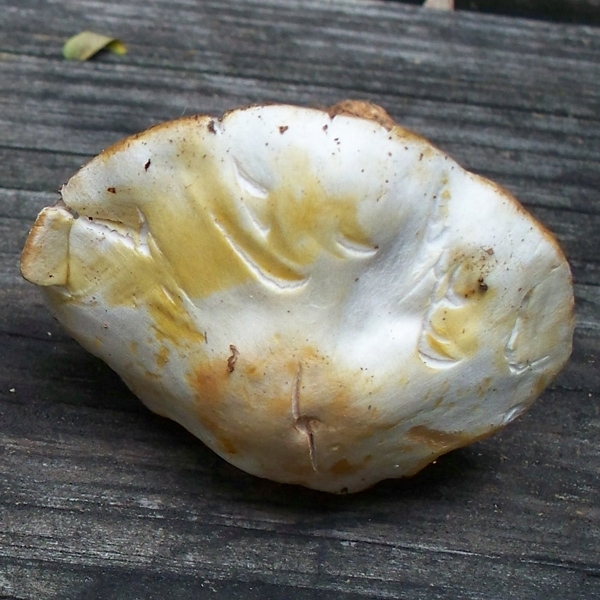 Slika Agaricus abruptibulbus