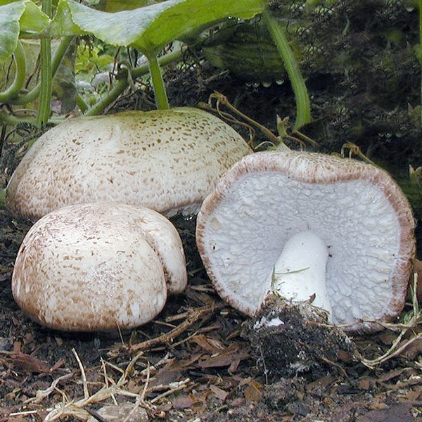 Slika Agaricus blazei