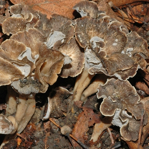 Slika Cantharellus crispus