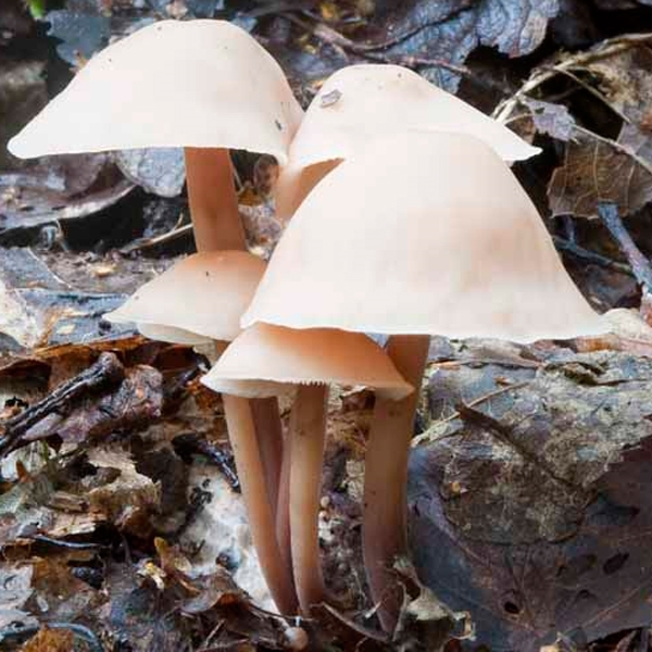 Slika Collybia  confluens