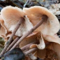 Slika Collybia  confluens