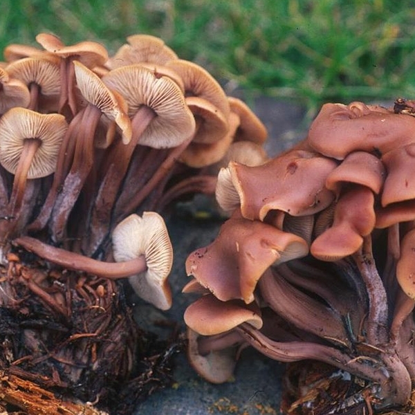 Slika Collybia acervata 