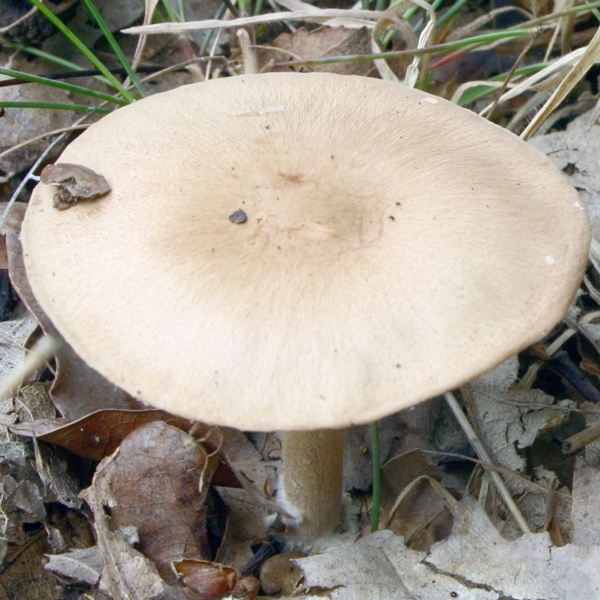 Slika Collybia peronata