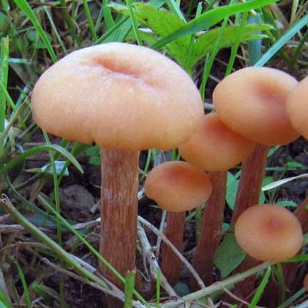 Slika Laccaria affinis