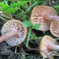 Slika Laccaria affinis