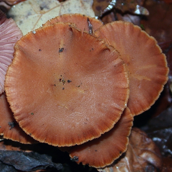 Slika Laccaria laccata