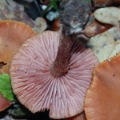 Slika Laccaria laccata