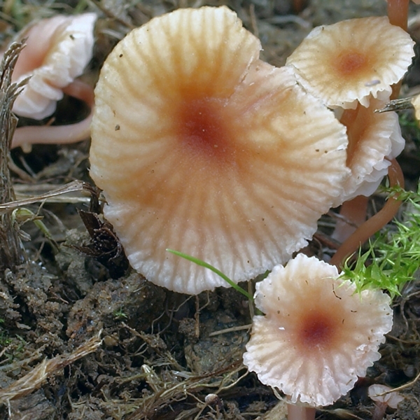 Slika Laccaria tortilis