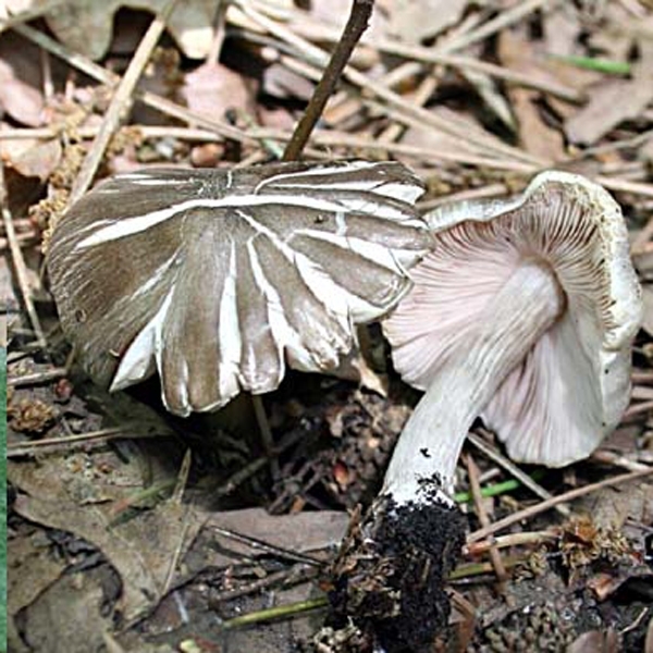 Slika Pluteus murinus
