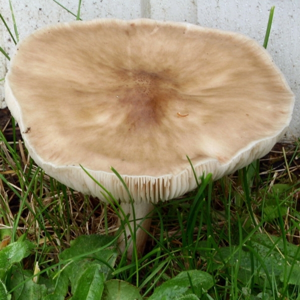 Slika Pluteus petasatus