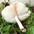 Slika Pluteus petasatus