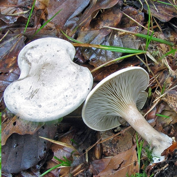 Slika Rhodocybe mundulus