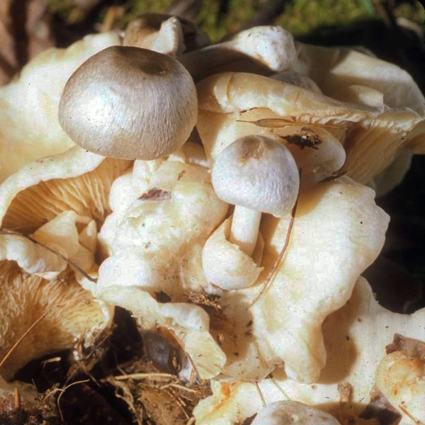 Slika Volvariella surrecta