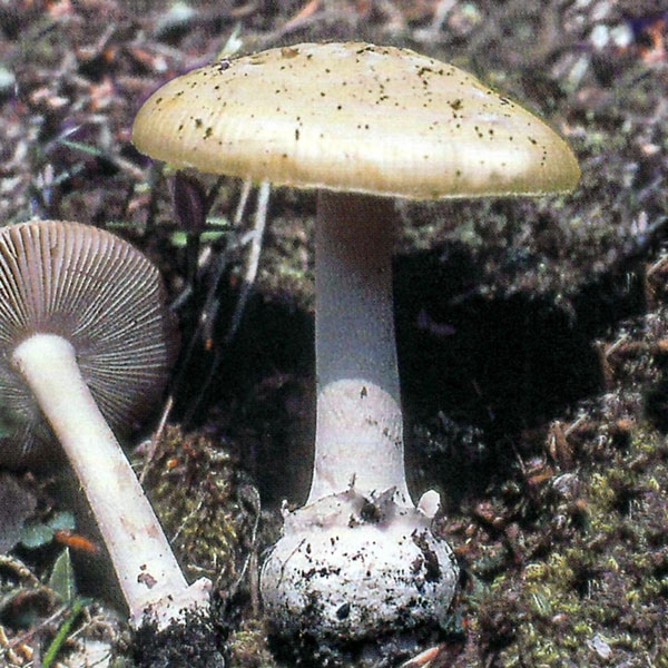 Slika Amanita junquillea